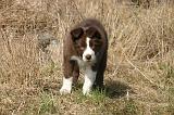 BORDER COLLIE 1551